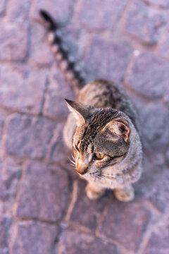 View of a cat in the street of Marrakech, Morocco.