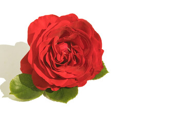 Red blooming rose bud on a white isolated background.For design, congratulations.