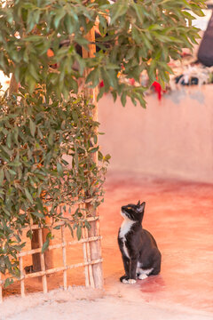 View of a cat in a bar in Ait Benhaddou, Morocco.
