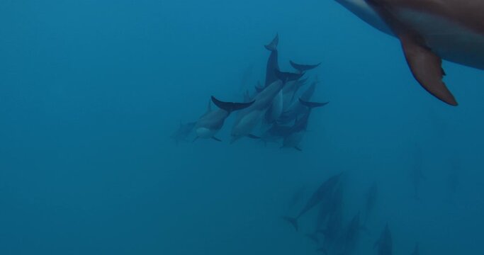 Dolphins swimming underwater in blue ocean. Dolphins family in wild nature
