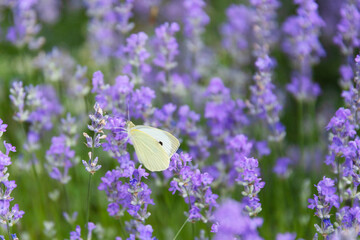 Close-up of lavender flowers with a small white butterfly, selective focus.