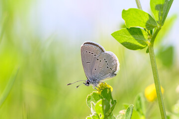 Small blue butterfly - Cupido minimus