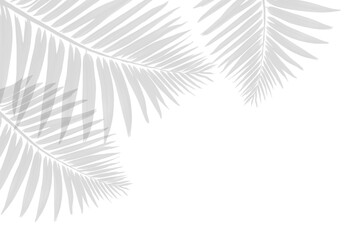 palm tree leaves shadow isolated on white background. Shadow of tropical palm leaf. silhouette plant on PNG - obrazy, fototapety, plakaty