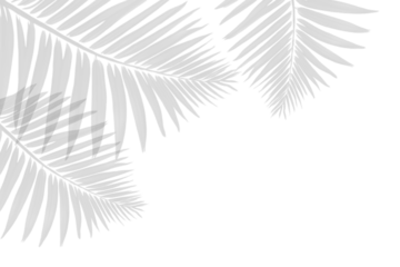 palm tree leaves shadow isolated on white background. Shadow of tropical palm leaf. silhouette plant on PNG