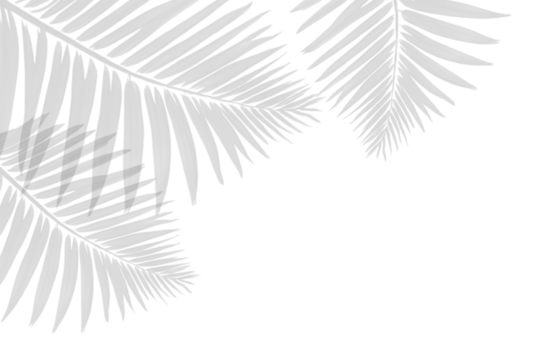 palm tree leaves shadow isolated on white background. Shadow of tropical palm leaf. silhouette plant on PNG