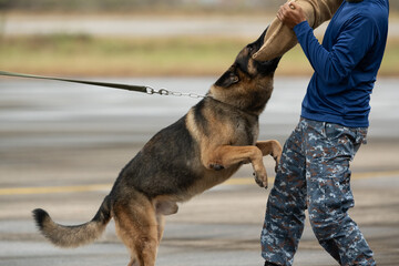 Smart police dog demonstrations to attack the enemy.K9 military dog unit.K-9 training service dogs...