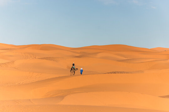 View of a berber bedouin walking across the Sahara Desert with a camel in Merzouga, Morocco.