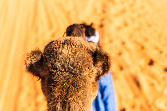 View of a berber bedouin walking across the Sahara Desert with a camel in Merzouga, Morocco.