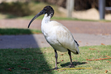 A Majestic Australian White Ibis in its Natural Habitat
