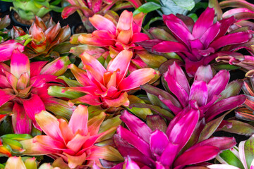 Bromelia multicolor plant with colorful leaves. Field of planted plants texture background natural.