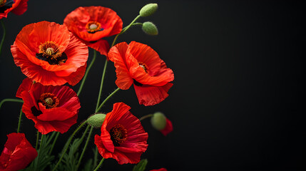 Poppies blooming in beautiful, colorful colors on a black background..​