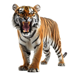 a tiger with its mouth open - obrazy, fototapety, plakaty