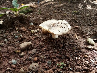 Wild mushrooms are brown and white