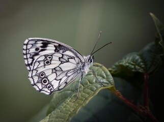 Butterfly on a Leaf