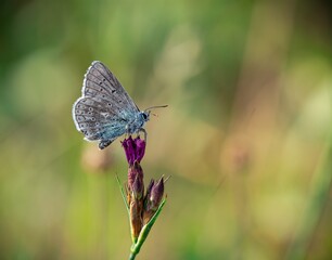butterfly on a flower