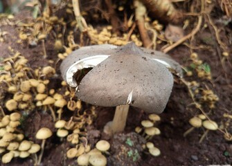 mushrooms in the forest