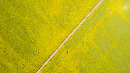 aerial view of rapeseed field and rural road in the middle. natural yellow spring summer...