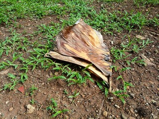 Banana leaves that are brittle and dry are brownish yellow