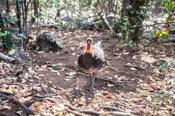 A Majestic Australian Brushturkey in Natural Habitat