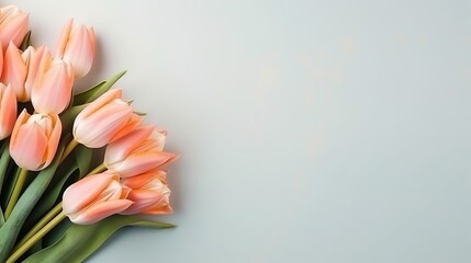 light coral peach color tulips flowers bouquet spring floral banner space for text copyspace - obrazy, fototapety, plakaty