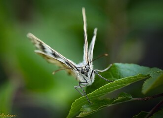 Butterfly on a leaf