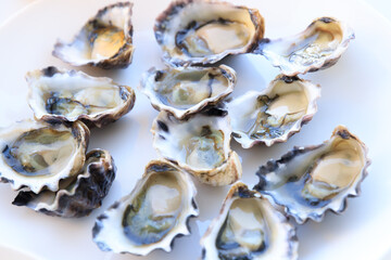 Fresh Oysters on a Plate Ready to Serve