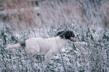 Hunting dog working