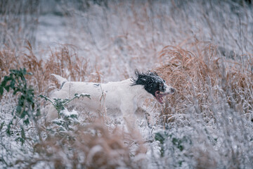 Hunting dog working