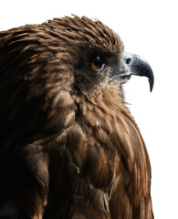 side of Black kite