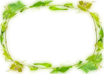 Cadre elliptique de vignes 