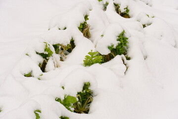 雪の中で育つ野菜