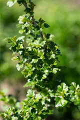 Spring gooseberry bush with green leaves on nature background