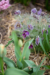 Spring purple flowers outdoor pasque-flower in garden