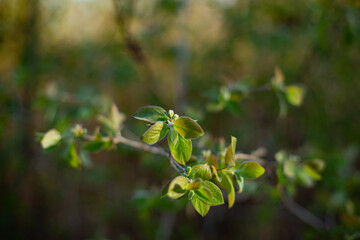 Spring nature  tree with small young leaves close up