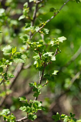 Fototapeta na wymiar Spring gooseberry bush with green leaves