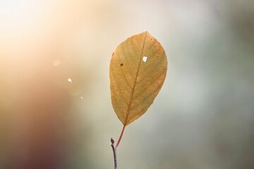 brown tree leaves in the nature in autumn season