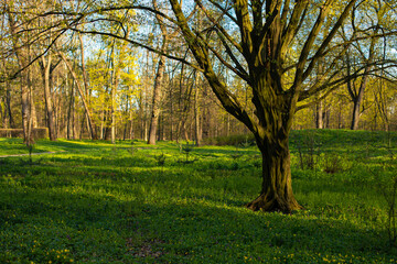 Spring nature tree and grass