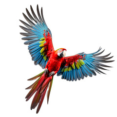 a parrot flying with its wings spread