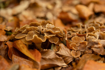 Fototapeta premium Rosettenförmig wachsender Porling (vermutlich Trametes-Art) zwischen Herbstlaub auf dem Waldboden. Die Detailaufnahme zeigt Pilzwachstum, natürliche Strukturen und Zersetzungsprozesse im Waldökosystem