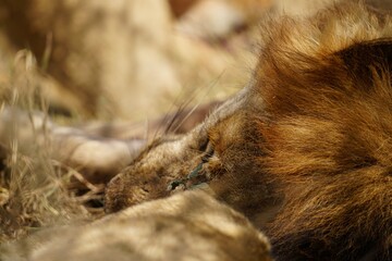 african wildlife, male lion