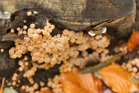 Traubenf&ouml;rmige Fruchtk&ouml;rper des Wolfsmilch-Schleimpilzes (Lycogala epidendrum) wachsen auf morschem Holz im Wald. Die Detailaufnahme zeigt nat&uuml;rliche Zersetzungsprozesse und Biodiversit&auml;t im &Ouml;kosystem