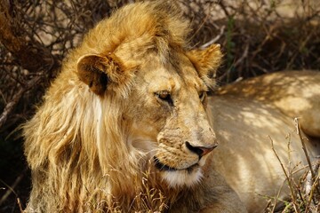 african wildlife, male lion
