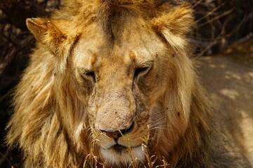 african wildlife, male lion