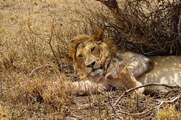 african wildlife, male lion