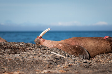 shot of The walrus (Odobenus rosmarus) lying down enjoying a sunny day and basking on the sun and...