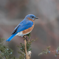 Bluebird on perch