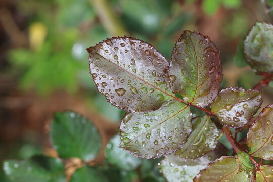 rose leaves with rain drops