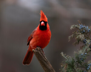red cardinal on perch