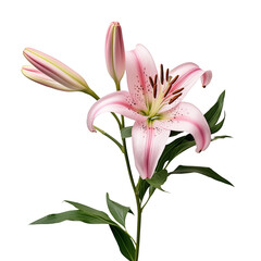 a pink lily with green leaves