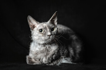 gray cat of breed brush sphinx lying on black velvet